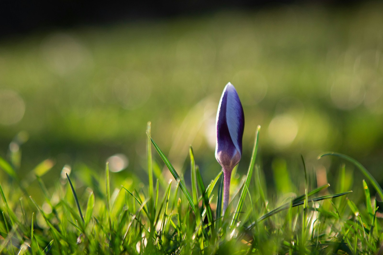 a purple flower is growing in the grass