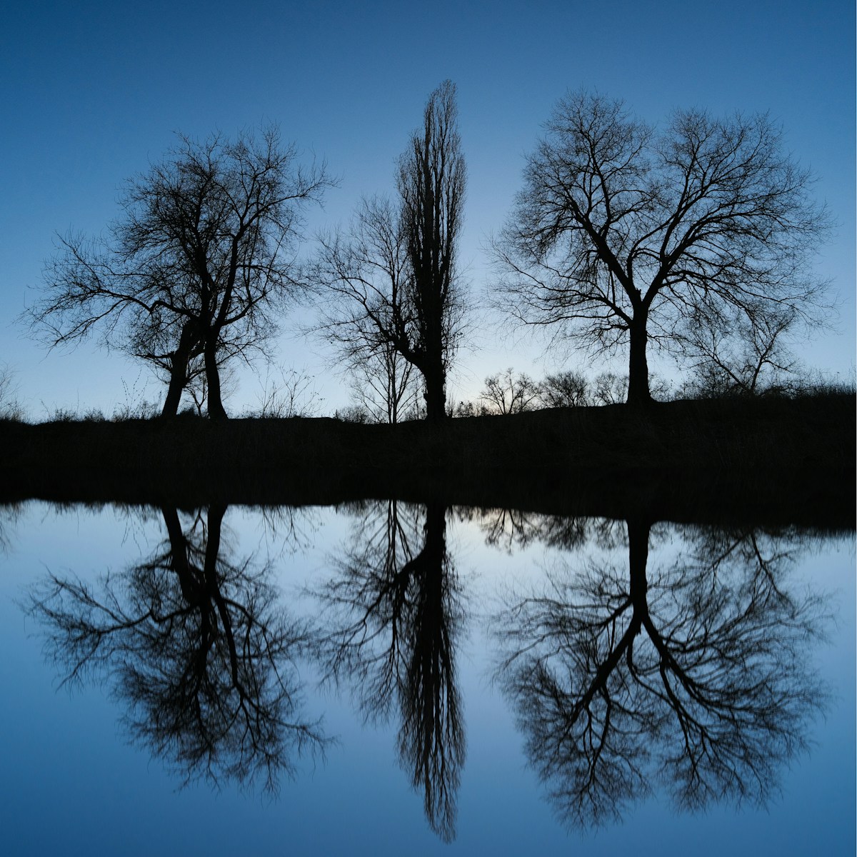 a group of trees